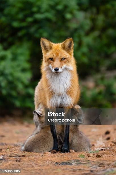 Red Fox In The Wild Mother Feeding Fox Pups Stock Photo - Download Image Now - Fox, Animal Wildlife, Animals In The Wild