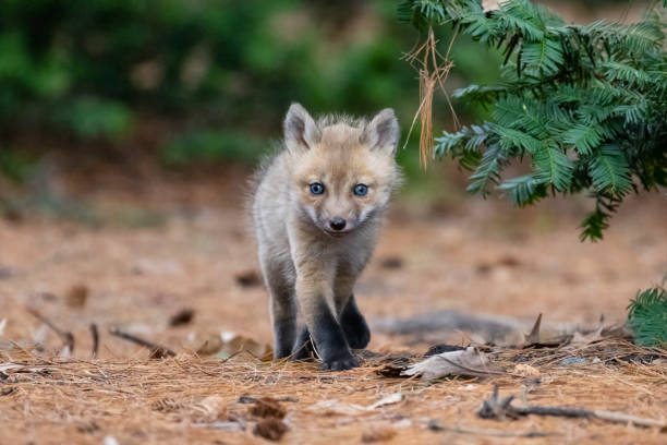 istock Red fox in the wild, fox pup walking 1393865099