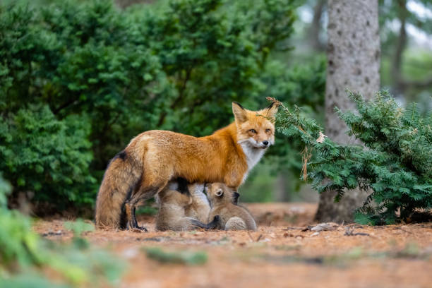 istock Red fox in the wild, mother feeding fox pups 1393865113