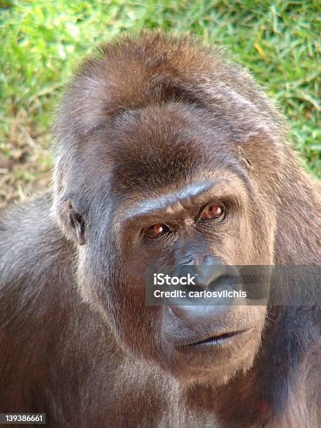 Gorilla Focused Stock Photo - Download Image Now - Animal, Animals In Captivity, Awe