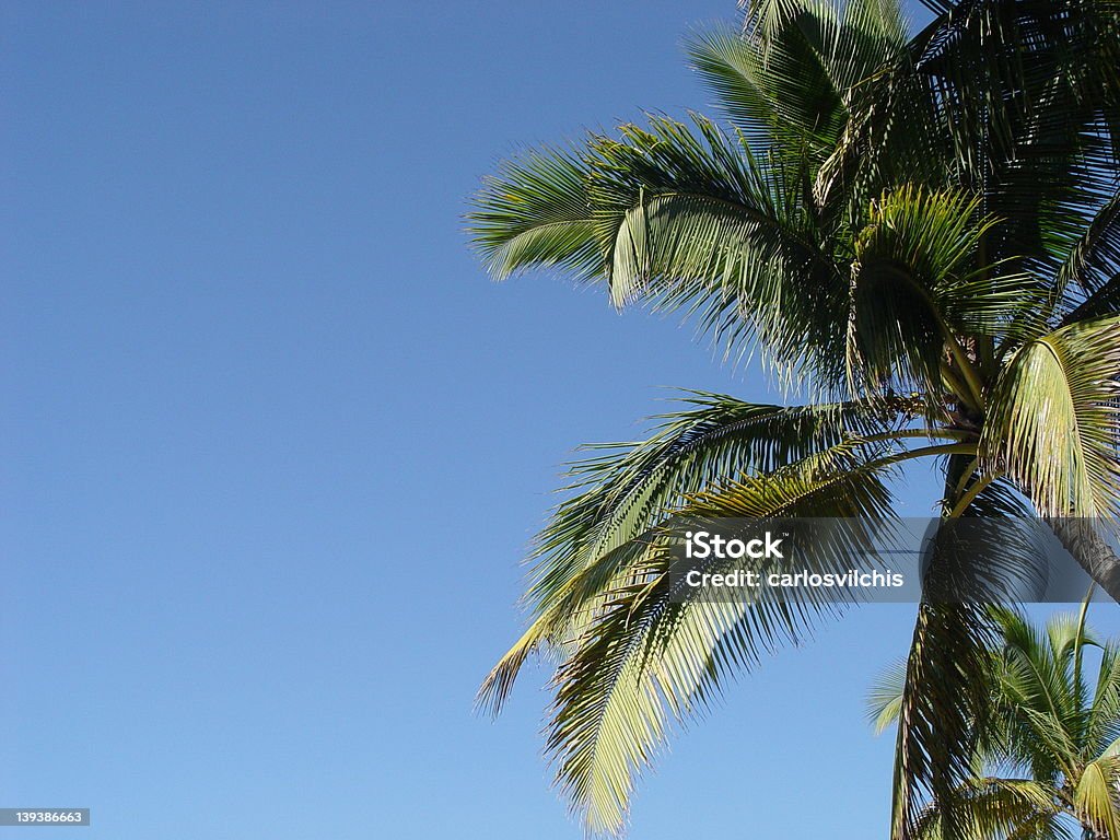 A palma - Royalty-free Azul Foto de stock