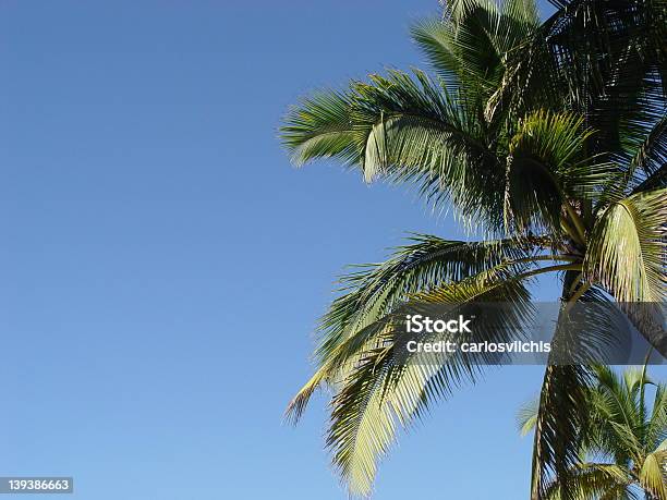 A Palma - Fotografias de stock e mais imagens de Azul - Azul, Caule de planta, Céu