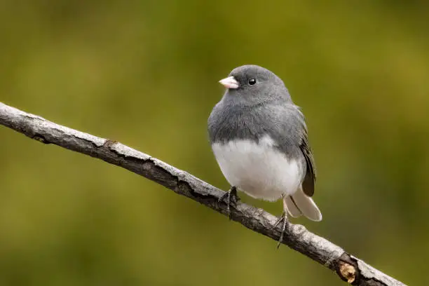 Small dark eyed junco perched on a branch with a blurred green background and copy space