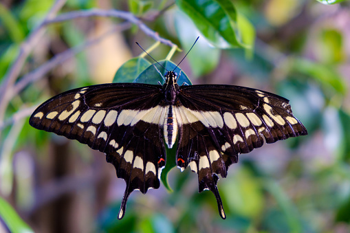 King Swallowtail butterfly on a leaf