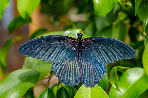 Blue Morpho, Morpho Peleides, Morfa Peleida, Big Butterfly Sitting on Green Leaves