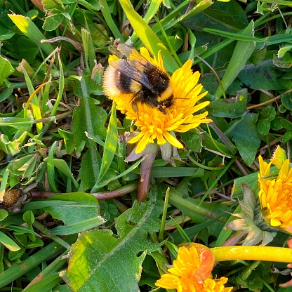 Bumble bee harvesting nectar from a dandelion Taraxacum officinale