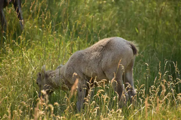 View of a young bighorn sheep grazing in tall grass.
