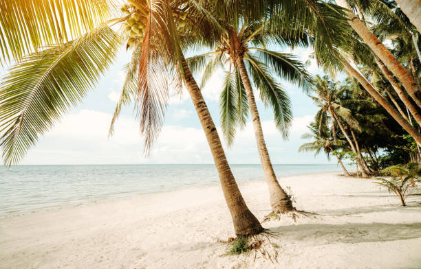 istock sunny Beach with coco palm and tropical sea 1393868777