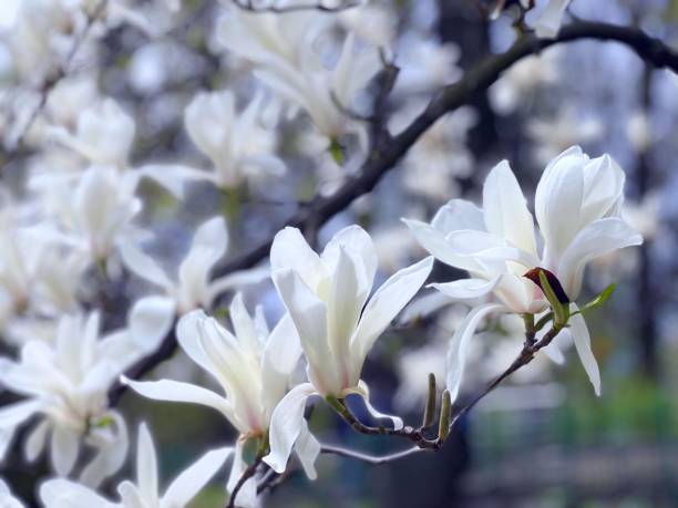 목련은 정원의 가지에 흰 봄 꽃을 피운다. 아름다운 목련 나무. - sweet magnolia tree blossom white 뉴스 사진 이미지