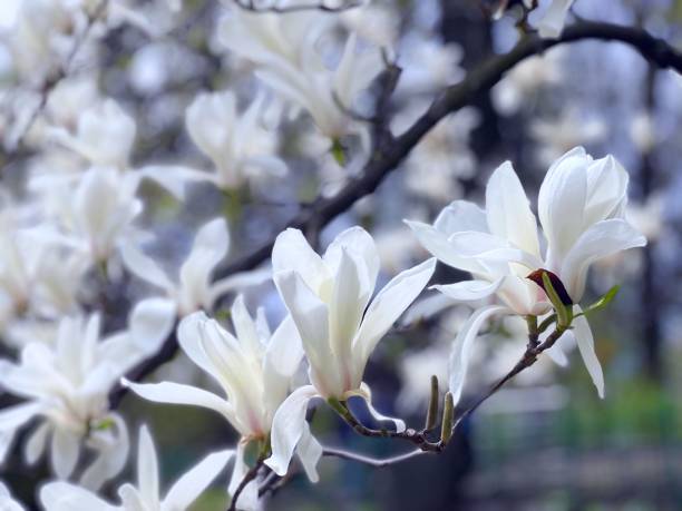magnolia white spring flowers on branches in garden. beautiful magnolia tree. - magnolia southern usa white flower imagens e fotografias de stock