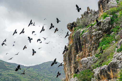 a swarm of flying black birds silhouette against a backdrop of rocky cliffs and cloudy skies