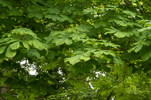 Chestnut tree in spring against sunlight