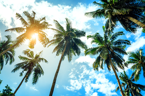 Coconut palm leaf against a background of blue sky and bright sun. Wide photo.
