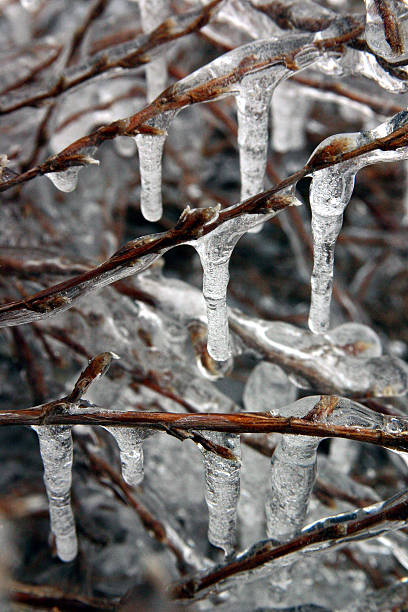 Little icicles on shrub stock photo