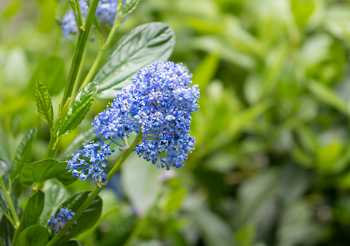 Ceanothus thyrsiflorus flower head