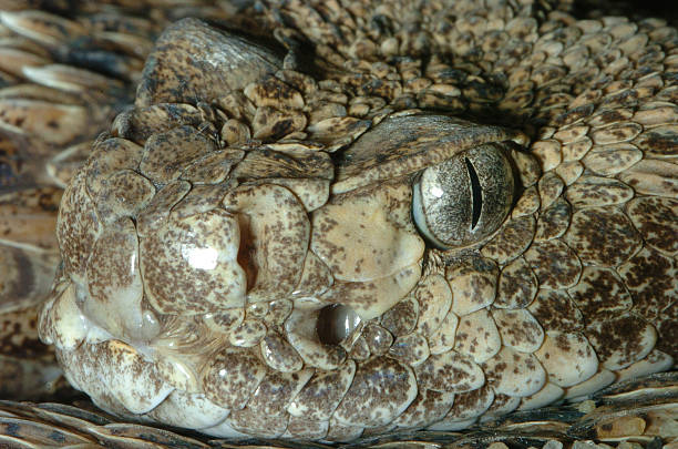 istock Timber Rattlesnake close up 139387026