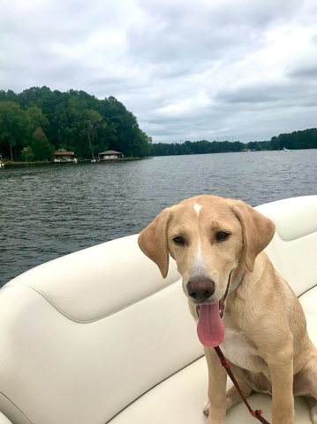 A cute yellow Labrador Retriever mix puppy is riding in a boat on a lake