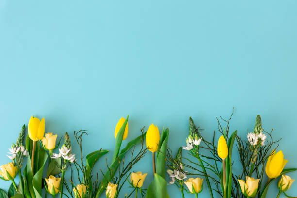 istock Yellow tulips on a blue background, flat lay. 1393870642
