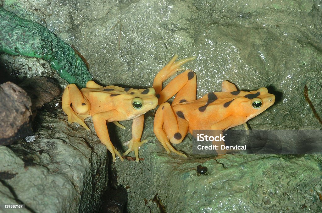 Panama Panama-Stummelfußfrosch Paar - Lizenzfrei Amphibie Stock-Foto