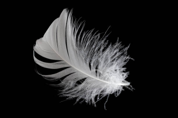 istock white feather of a goose on a black background 1393871890