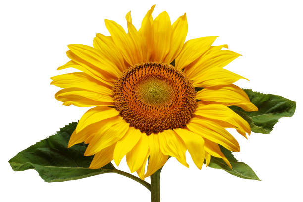 istock sunflower isolated on a white background. 1393871946