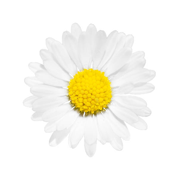 istock Chamomile flower isolated on white background. Object on clipping path for design. 1393872106