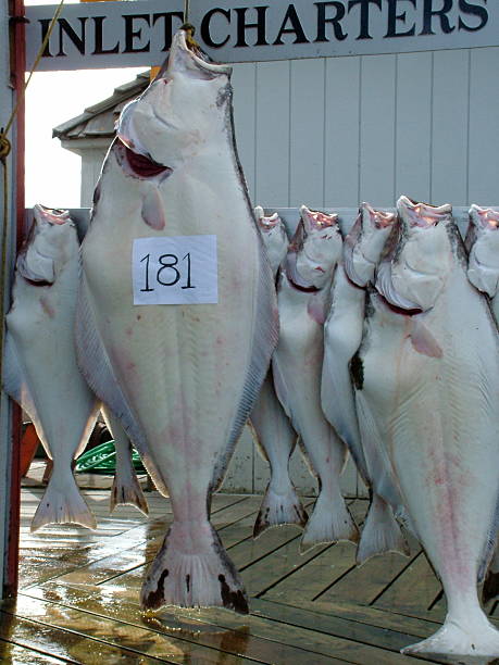 big fish - halibut flatfish fish hanging stock-fotos und bilder