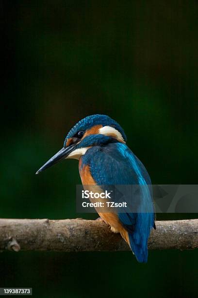 Guardarios - Fotografias de stock e mais imagens de Afiado - Afiado, Animal, Ao Ar Livre