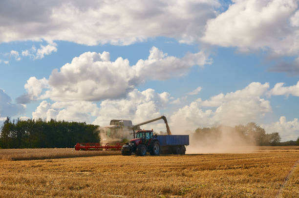 Combine harvester unloading grains in tractor at farm stock photo