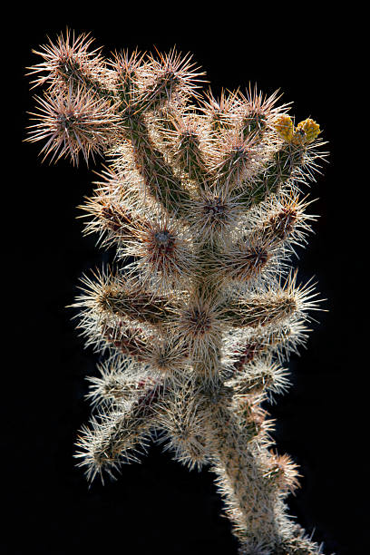 Spiny Cactus stock photo