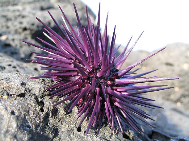 Purple sea urchin rested on a rock stock photo