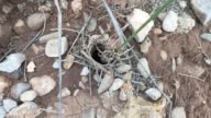 istock SPIDER COMING OUT OF ITS BURROW TO HUNT 1393876451
