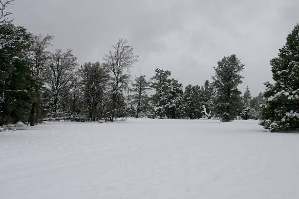 Snowy Field stock photo
