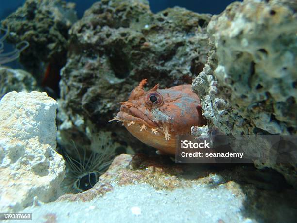 Peces En Rocas Foto de stock y más banco de imágenes de Aleta - Parte del cuerpo animal - Aleta - Parte del cuerpo animal, Aleta de cola - Parte del cuerpo animal, Aleta dorsal