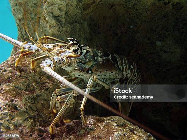 Photo libre de droit de Homard Dans Rocks banque d'images et plus d'images libres de droit de Aliment - Aliment, Au fond de l'océan, Baie - Eau