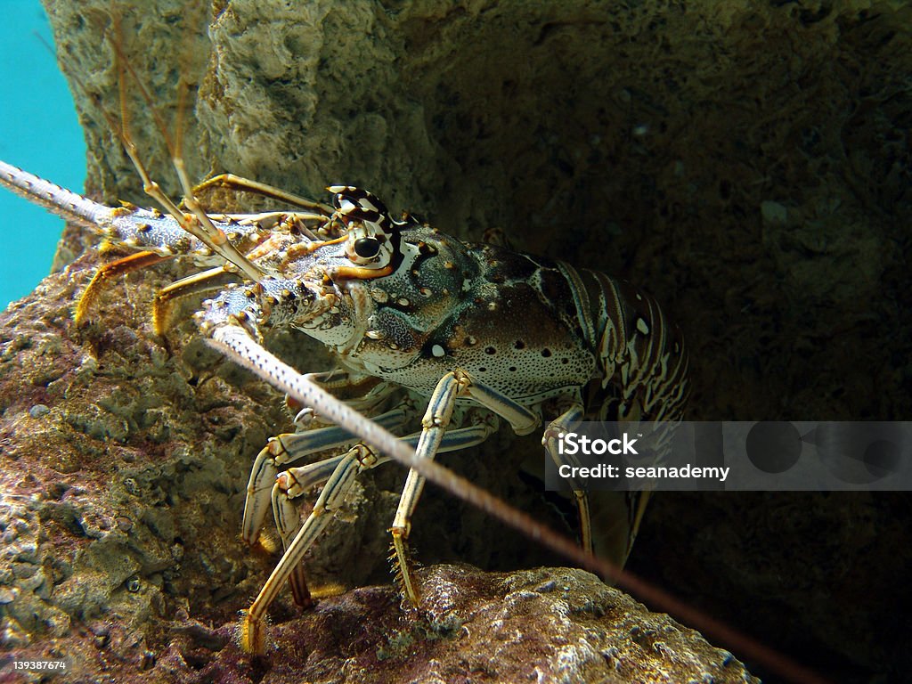 Lobster в камней - Стоковые фото Бухта роялти-фри
