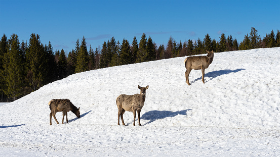 Three female marals or deer on a snowy hill against the backdrop of a coniferous forest on a sunny winter day.