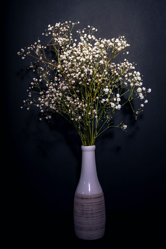 Gypsophila flowers in white ceramic vase on black background, close up.