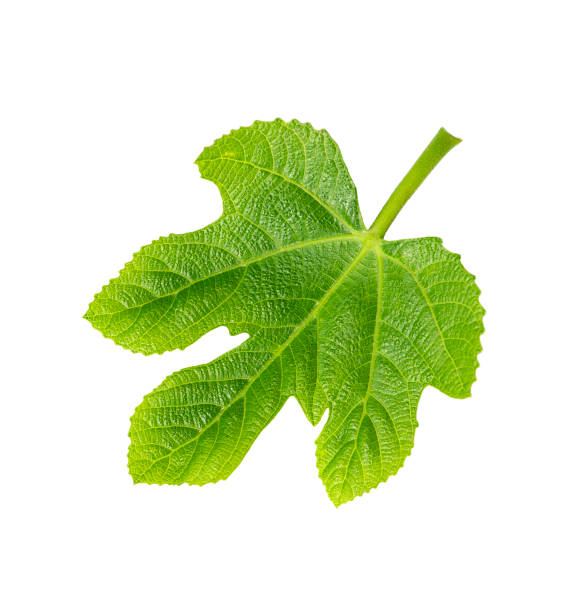 istock One fresh fig leaf closeup isolated on white background. 1393878624
