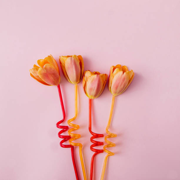 four orange tulips on red and orange straws against pink background. minimal surreal concept for spring card or banner or editorial. flat lay with empty copy space. - editorial concepts and ideas retail place store imagens e fotografias de stock