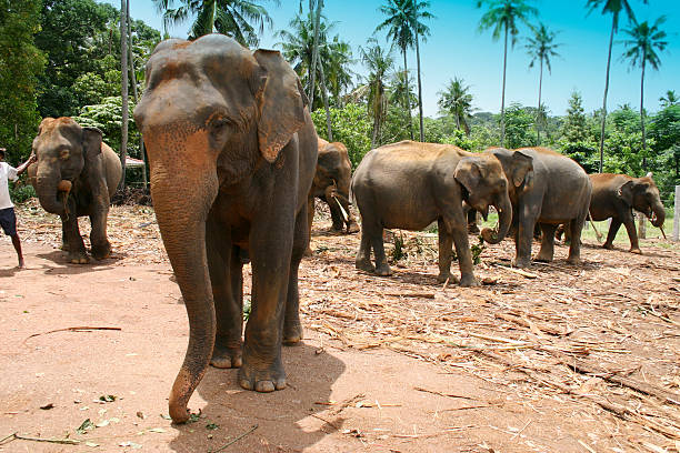 istock Grazing elephants at the Pinnewala Elephant orphanage 139387900