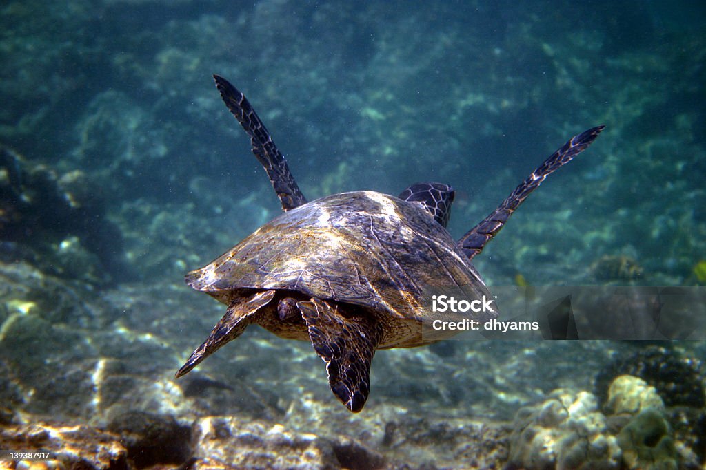 Turtle 2 на Гавайях - Стоковые фото Без людей роялти-фри