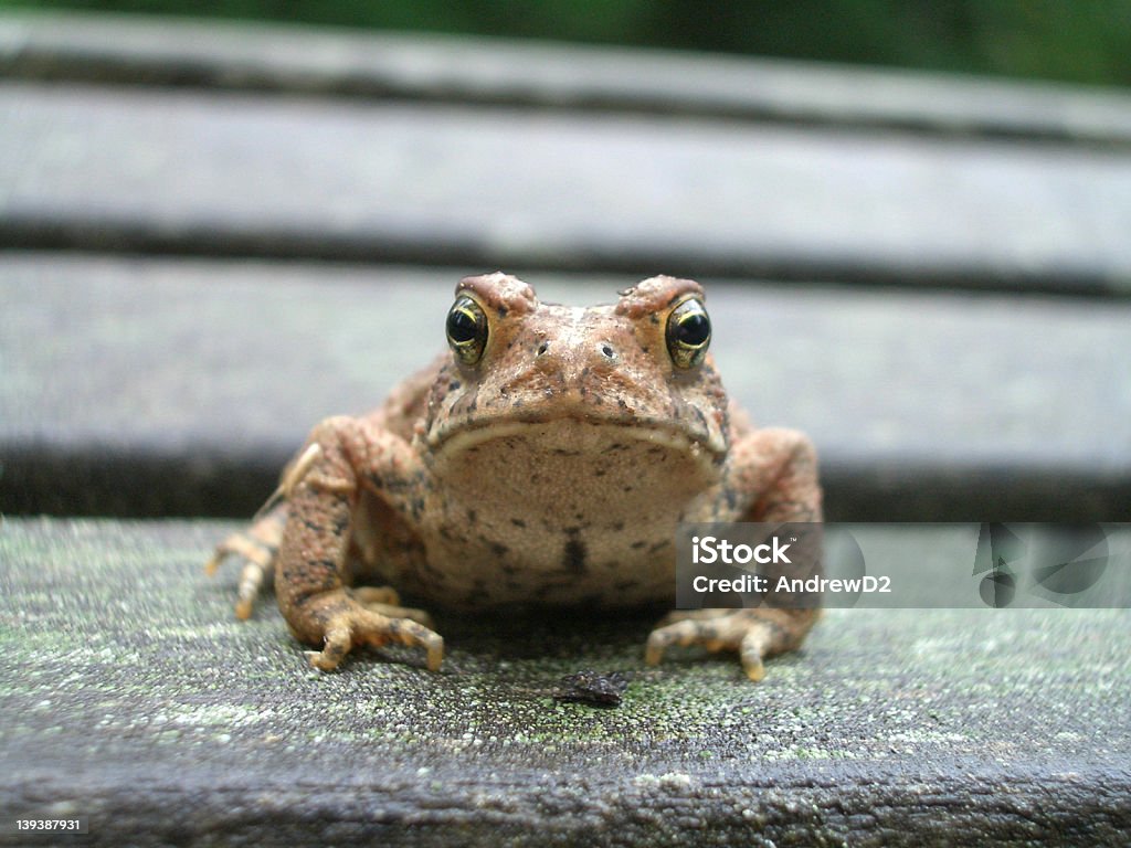 Toad Bench Toad On A Bench 2 Stock Photo - Download Image Now - Bench ...