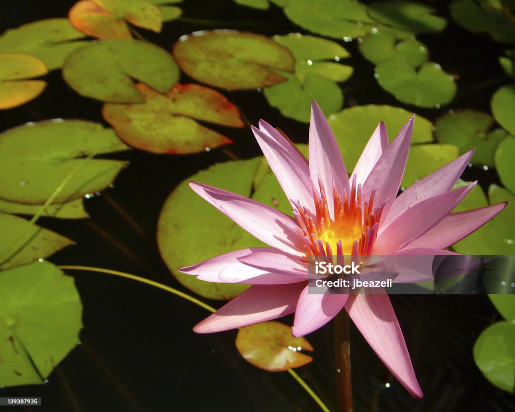 Водой Lilly - Стоковые фото Без людей роялти-фри