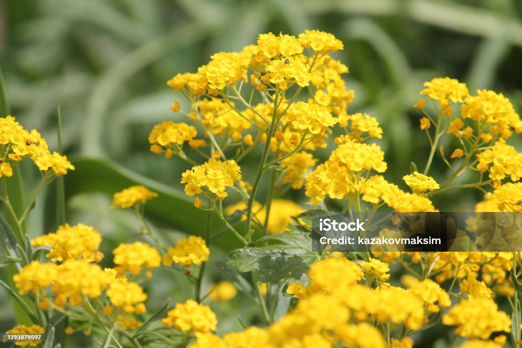 Yellow flowers of Basket-of-gold plant or Aurinia saxatilis (syn. Alyssum saxatile) in garden Belarus Stock Photo
