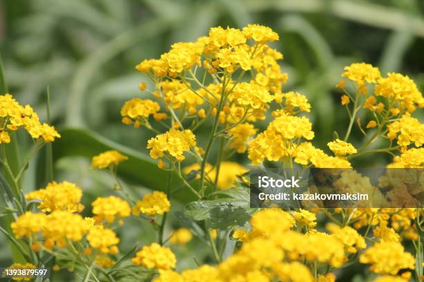 Yellow Flowers Of Basketofgold Plant Or Aurinia Saxatilis In Garden Stock Photo - Download Image Now