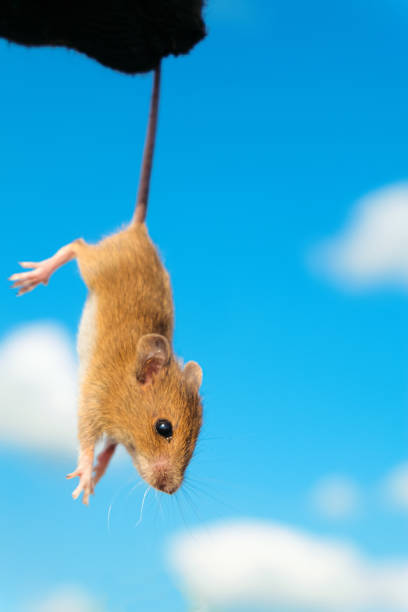 Caught live mouse close-up on blue sky background.Farmer holding a field mouse by the tail. Selective focus and limited depth of field. stock photo
