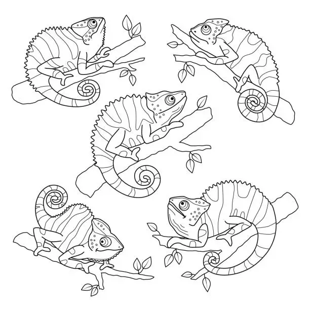 Vector illustration of Stock vector contour linear chameleons hand drawn illustration