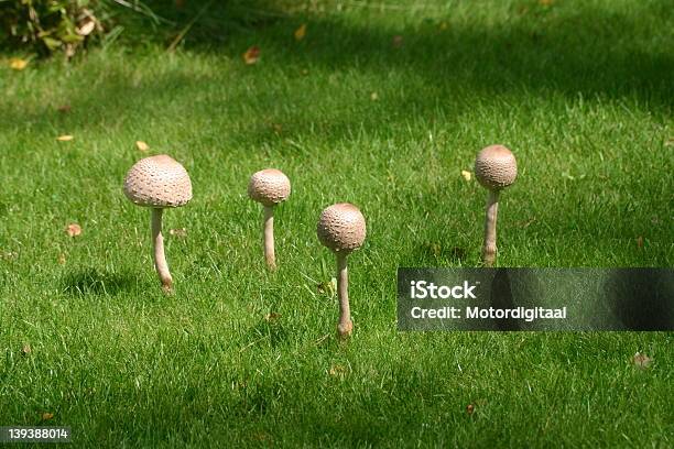 Photo libre de droit de Crapaudtabourets 2 Champignons banque d'images et plus d'images libres de droit de Cascade - Cascade, Champignon, Champignon vénéneux