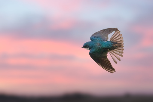 Beautiful swallow bird flying in sunset